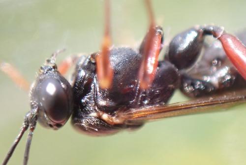 Réf. 289 966 : Pimpla turionellae